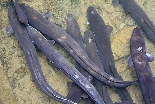 新西兰鳗鱼New Zealand Eels