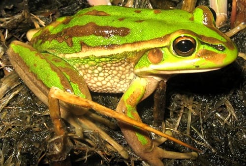 新西兰青蛙