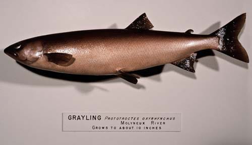 新西兰茴鱼 grayling