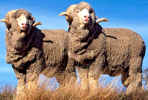 新西兰美丽诺绵羊Merino Sheep