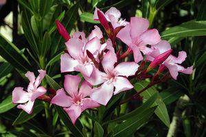 新西兰有毒植物夹竹桃Oleander