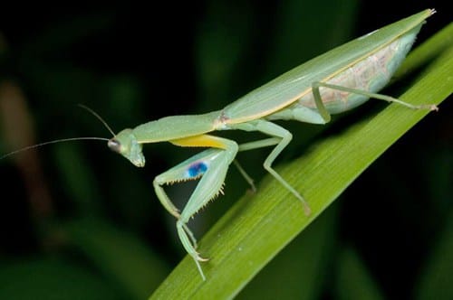 新西兰螳螂 Praying Mantis