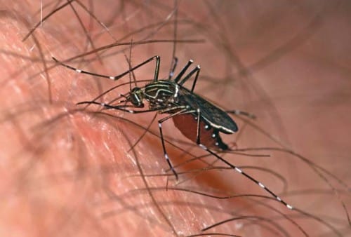 新西兰蚊子相关知识
