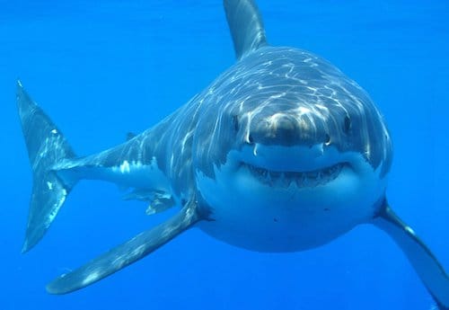 新西兰大白鲨White Sharks
