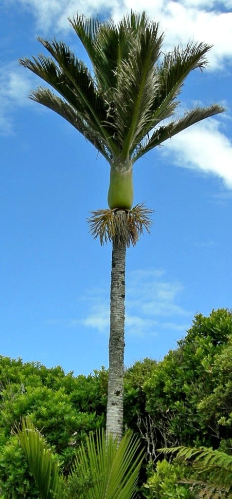 新西兰尼考棕榈树 Nīkau Palm