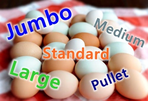 新西兰的鸡蛋尺寸标准