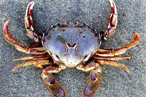 新西兰桨蟹 Paddle Crabs