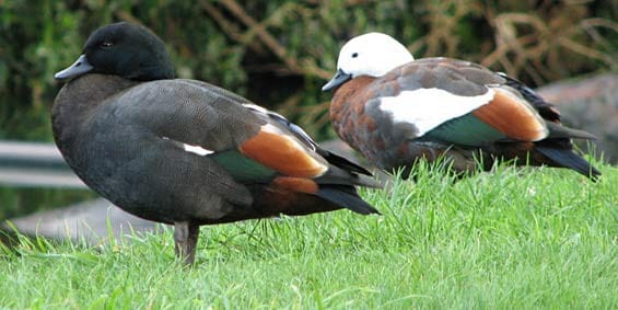 新西兰天堂鸭 Pardise duck