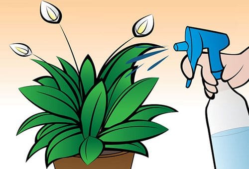 如何在室内栽种和平百合Peace Lily