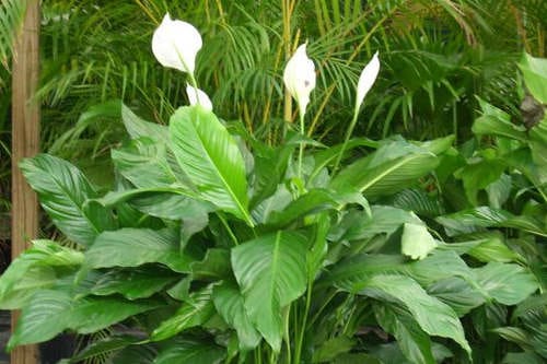 新西兰有毒植物和平百合Peace Lily