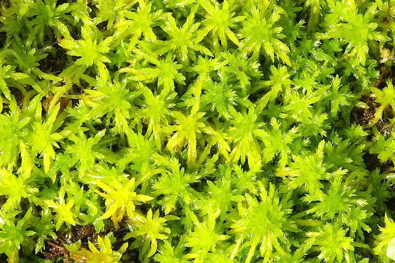 新西兰花园盆栽泥炭土 peat moss