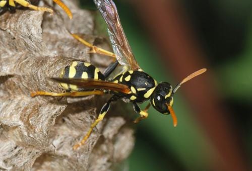 新西兰有害生物黄蜂 Wasp