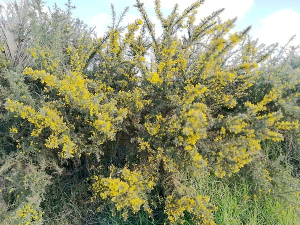 新西兰的植物“一树黄花”是什么？