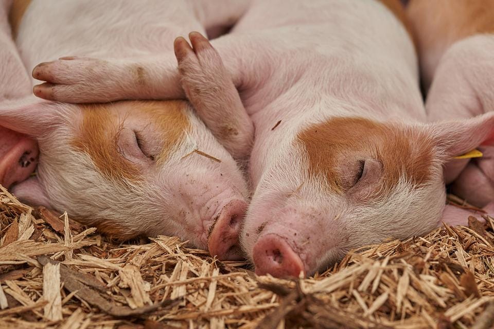 新西兰的猪肉养殖业