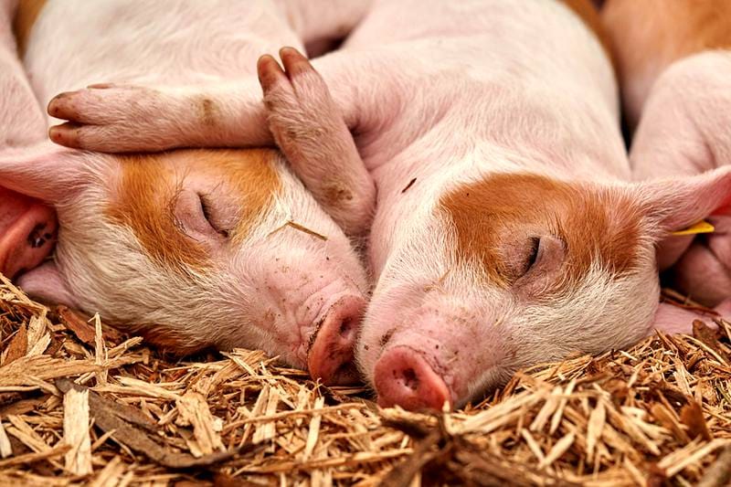 英语中指的“猪”Pig Hog Boar Swine有什么区别？