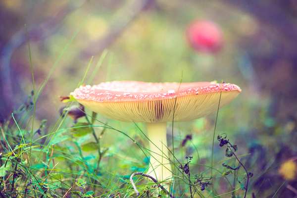 新西兰黑市毒品迷幻蘑菇 magic mushroom