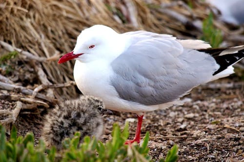 新西兰本土鸟类红嘴鸥 Red-billed Gull