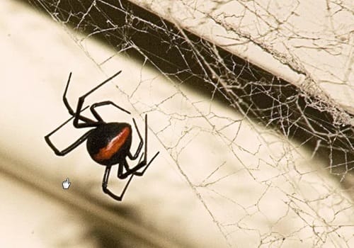 新西兰红背蜘蛛 Redback spider