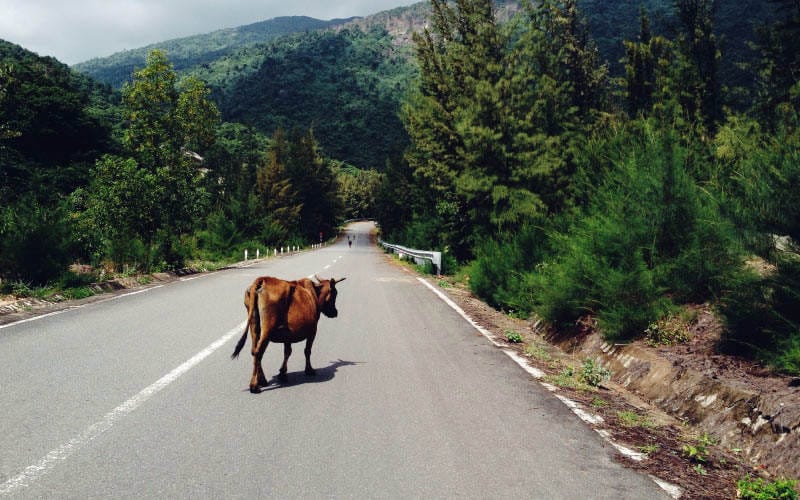 新西兰高速公路和开放公路上看到大型牲畜该怎么办？