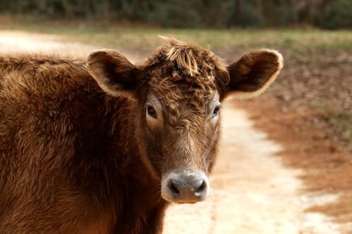 新西兰牛肉检出瘦肉精，俄罗斯准备暂时停止进口相关产品