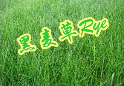 新西兰草坪常见品种黑麦草Rye