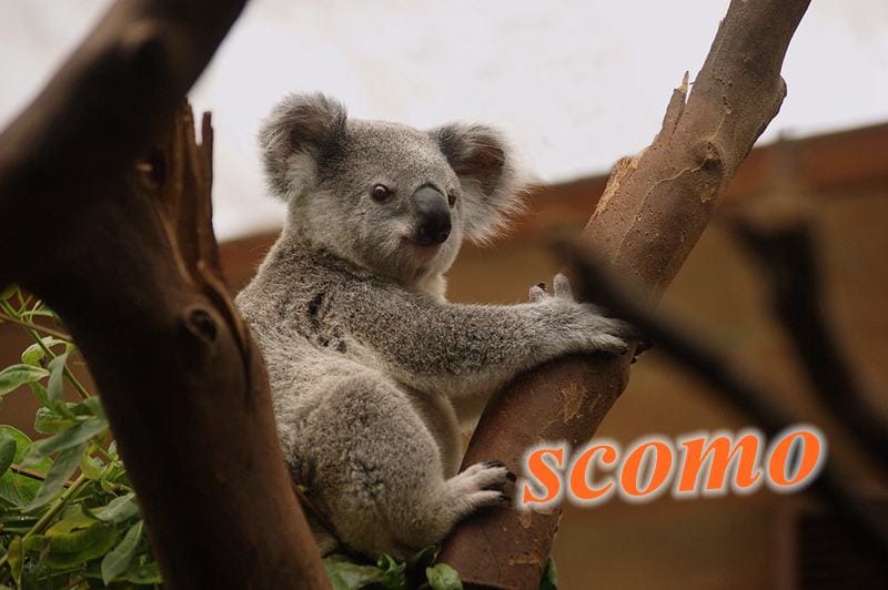 澳大利亚总理斯科特莫里森的昵称 ScoMo