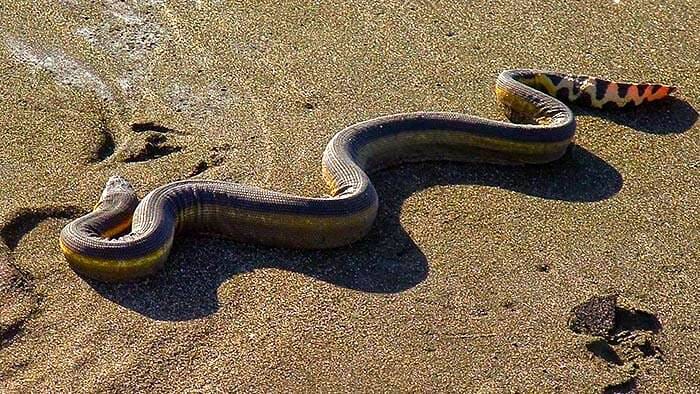 新西兰海蛇 sea snakes