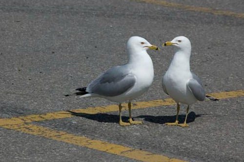海鸥为什么喜欢在停车场休息