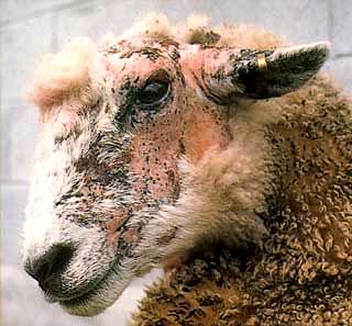 新西兰绵羊面部湿疹 Facial Eczema