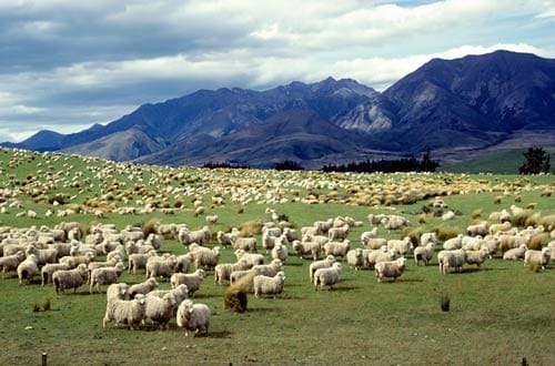 新西兰绵羊养殖业Sheep Farming