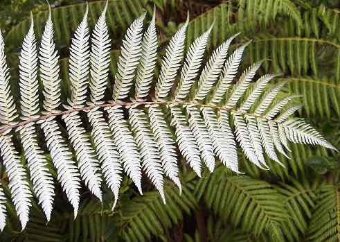 新西兰的本土植物银蕨 Silver Fern