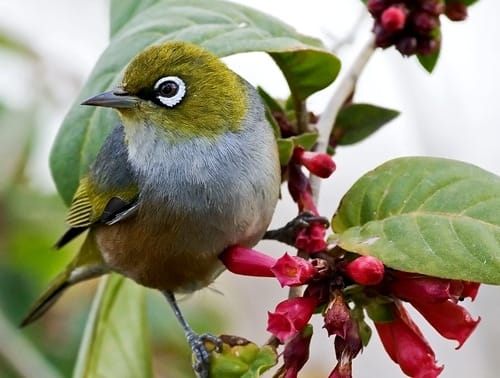 新西兰灰胸绣眼鸟 Silvereye