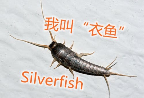 新西兰室内害虫“衣鱼”Silverfish