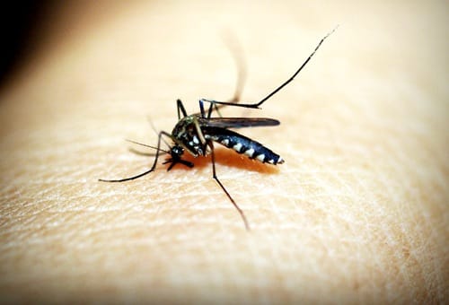 新西兰蚊子叮咬后的处理和止痒方法
