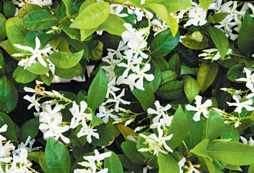 新西兰花园景观植物白花藤Star Jasmine