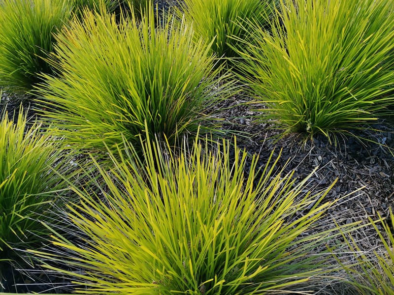 新西兰花园景观植物 Tanika