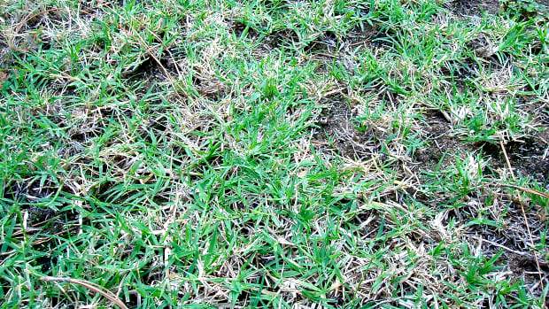 如何把草坪上的所有杂草彻底清除？