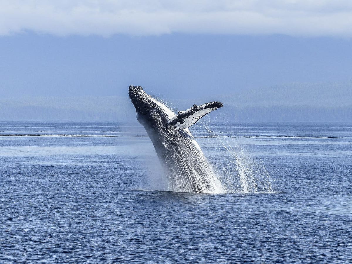 海洋变暖可能使新西兰抹香鲸和蓝鲸转移到较冷的南部水域
