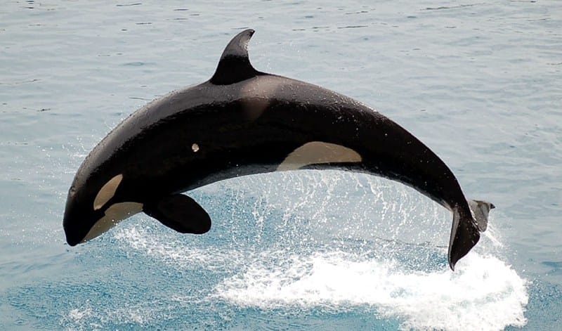 新西兰海域中常见的鲸鱼种类