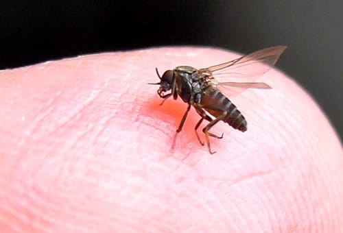 新西兰沙蝇会在什么条件下叮咬人类？