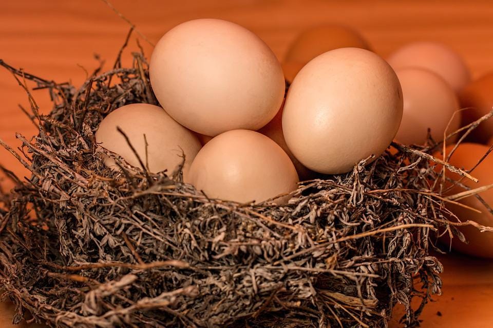 新西兰养鸡场的小号鸡蛋都去哪里了？