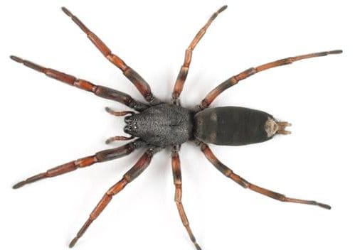 新西兰白尾蜘蛛 Whitetail Spider