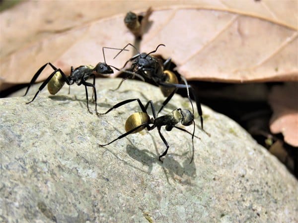 如何依靠辨别蚁后彻底清除家中的蚂蚁