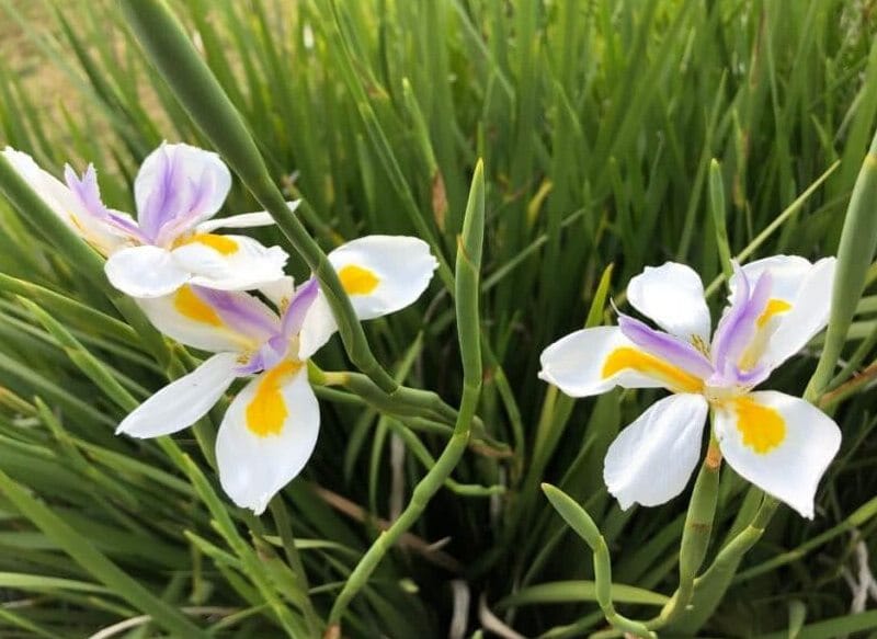 新西兰常见景观植物双色鸢尾花 Wood iris