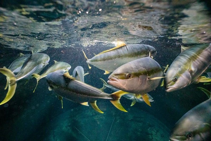新西兰海鱼黄尾鰤 Yellowtail Kingfish (Kingi)