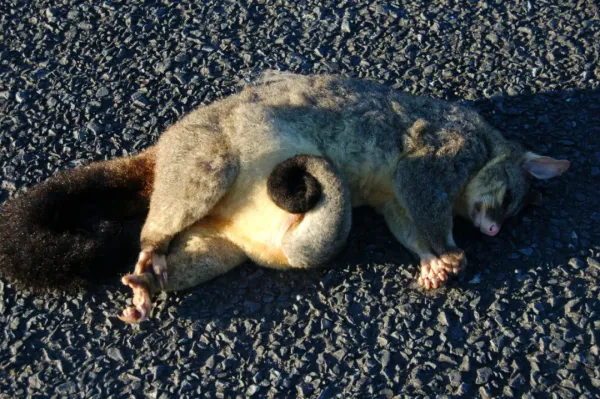 新西兰路边的死动物可以捡来吃吗？
