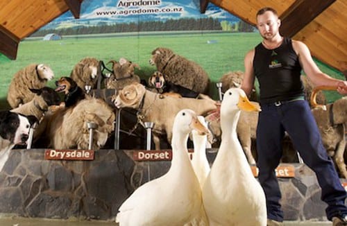 agrodome-farm