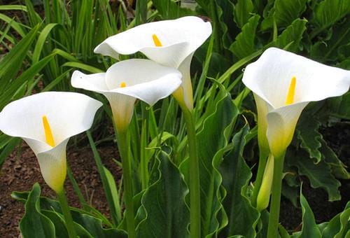 arum-lily