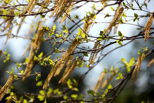 august-pollen-in-nz