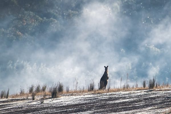 aus-suspension-of-one-way-safe-zone-flights-with-nz-lifted